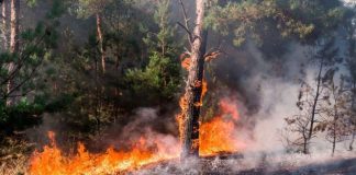 Medidas que se pueden tomar para evitar la ocurrencia de incendios forestales desde la comunidad