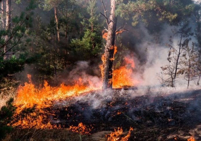 Medidas que se pueden tomar para evitar la ocurrencia de incendios forestales desde la comunidad