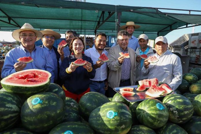 Ministro Valenzuela inauguró la temporada de sandías de Paine y destacó la producción de este año