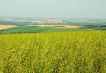 Ministro de Agricultura El reglamento de la avena es un paso importante para la transparencia de mercado del sector