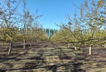 Producción de nueces de calidad