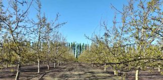 Producción de nueces de calidad