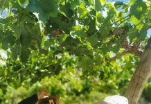 Producir y exportar uva de mesa orgánica, el nuevo desafío de la agricultura regional