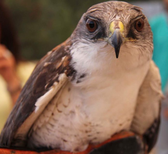 SAG Biobío entrega recomendaciones ante la presencia de ejemplares de fauna silvestre afectados por incendios forestales
