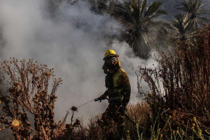 Viña del Mar Con gran contingente terrestre y aéreo se espera controlar hoy incendio forestal