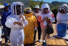 Capacitación en manejo postcosecha de colmenas a usuarios apícolas