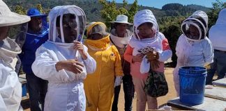 Capacitación en manejo postcosecha de colmenas a usuarios apícolas