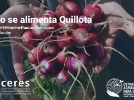 Cómo se alimentan las y los quillotanos: Inédito estudio indaga pautas culturales de alimentación de la comuna
