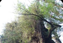 Con acompañamiento de guardaparques se reabre acceso al alerce milenario
