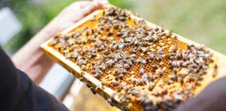 Con el objetivo de resguardar sus colmenas e inversión Ministerio de Agricultura hace un llamado a apicultores a proteger su producción con el seguro apícola subsidiado por Agroseguros