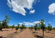 Con mayor tasa de resistencia a enfermedades y sequía así son los portainjertos clonales para nogales investigados por INIA