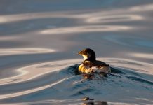 Con videos animados se invita a proteger al pingüino de Humboldt y al yunco