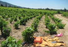 Detección y búsqueda de recursos hídricos subterráneos para la agricultura