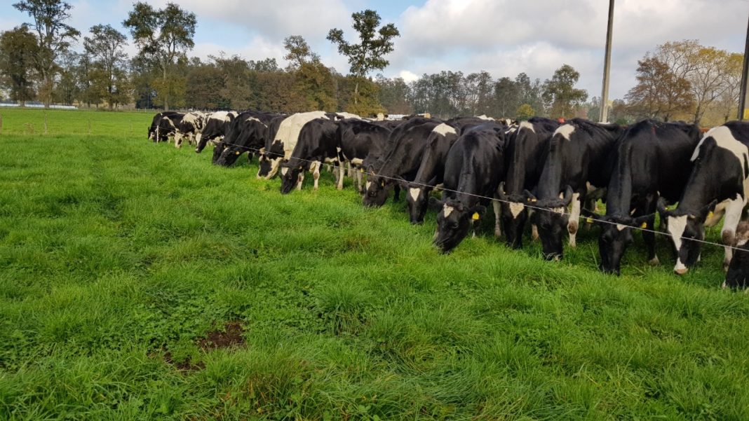 Estudio podría permitir que los ganaderos reduzcan la excreción de nitrógeno al medio ambiente