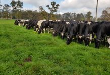 Estudio podría permitir que los ganaderos reduzcan la excreción de nitrógeno al medio ambiente