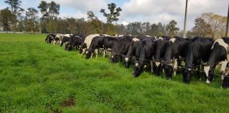 Estudio podría permitir que los ganaderos reduzcan la excreción de nitrógeno al medio ambiente