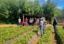 FIA e INIA lideran transferencia tecnológica a frutilleros de la Región Metropolitana FIA e INIA lideran transferencia tecnológica a frutilleros de la Región Metropolitana