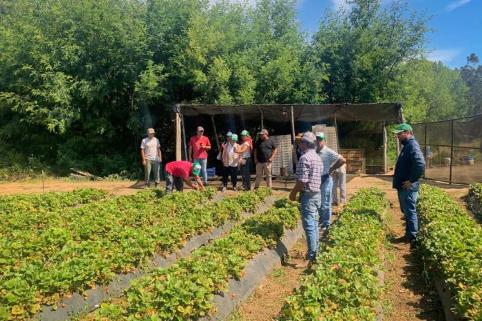 FIA e INIA lideran transferencia tecnológica a frutilleros de la Región Metropolitana