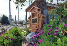 Hotel de insectos Investigadores de INIA Rayentué impulsan atractiva práctica agroecológica