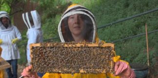 Investigadora chilena sitúa a Chile como pionero mundial en purificación de cera de abejas