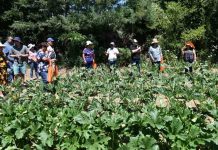 Nuevas variedades de hortalizas y actualizaciones en fertilización entregó Prodesal Quillón a usuarios Indap de Ñuble y Biobío