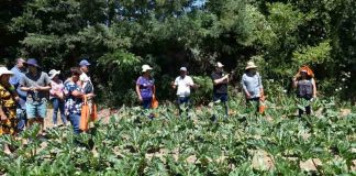 Nuevas variedades de hortalizas y actualizaciones en fertilización entregó Prodesal Quillón a usuarios Indap de Ñuble y Biobío
