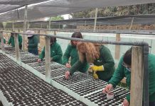 Plan Siembra por Chile restauró bosque nativo y generó sobre 36 mil empleos el 2022