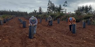 Proyecto de INFOR benefició el aumento de producción melífera a más de 200 agricultores del Biobío