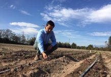 Recomendaciones de riego para tomate, zanahoria y betarraga