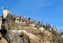 SAG confirma caso positivo de influenza aviar en costa de Ñuble · Autoridades participaron en cita urgente de Mesa técnica regional, en que los servicios públicos coordinaron medidas para evitar la dispersión de la enfermedad a aves domésticas y planteles avícolas. El Servicio Agrícola y Ganadero (SAG) confirmó la presencia de influenza aviar de alta patogenicidad de la variante H5N1 en un pelícano encontrado en la playa del sector Boca de Itata, de la comuna de Trehuaco, Región de Ñuble, tras efectuar los análisis en su laboratorio. Este hallazgo confirma que el virus continúa desplazándose al sur del país en aves silvestres, pero no ha afectado a aves de traspatio ni a la industria avícola nacional. El delegado presidencial regional, Gabriel Pradenas, junto a la directora regional (s) del Servicio Agrícola y Ganadero, Gloria Cuevas, convocaron en forma urgente a la mesa técnica intersectorial que congrega al Gobierno Regional, al Delegado Presidencial Provincial de Itata, los secretarios regionales ministeriales de Agricultura, Salud, Medio Ambiente y Gobierno; así como la Corporación Nacional Forestal (CONAF), el Servicio Nacional de Prevención y Respuesta ante Desastres (Senapred), el Servicio Nacional de Pesca, (Sernapesca), el Servicio Nacional de Turismo (Sernatur), como también de las municipalidades de Cobquecura, Trehuaco y Coelemu, Carabineros, Armada y Policía de Investigaciones. El Delegado Presidencial, Gabriel Pradenas, enfatizó que “para el Gobierno del Presidente Gabriel Boric es fundamental el trabajo coordinado entre los servicios correspondientes para facilitar la labor que realiza el SAG, con el fin de prevenir que la influenza aviar afecte a los pequeños productores de aves domésticas. Por lo mismo, el llamado es a permitir el ingreso a los funcionarios del SAG a los lugares donde se encuentren estas aves a fin de que puedan evaluar y entregar recomendaciones para que puedan protegerse de este virus”. Frente a este nuevo caso positivo, el SAG conformó un centro de operaciones destinado a coordinar y ejecutar el trabajo para reforzar aún más la vigilancia que está desarrollando desde el mes de diciembre en las zonas costeras y en los humedales, dado que la crianza doméstica de las aves de corral como gallinas, gansos y patos, se encuentra concentrada en los alrededores de estos sitios. Del mismo modo, ya se comunicó con los planteles industriales para que intensifiquen sus medidas de bioseguridad a fin de evitar contagios. “Llamamos a la comunidad a estar tranquila; los organismos del Estado estamos trabajando en conjunto para prevenir la dispersión de este virus que, en Chile, ha afectado sólo a aves silvestres”, informó la Directora Regional (s) del SAG, Gloria Cuevas. “Lo más importante es que todas las personas estén alertas si encuentran aves muertas o enfermas: no las toquen, no las trasladen y llamen de inmediato al SAG que ha dispuesto diversos canales de comunicación para recibir las denuncias de la ciudadanía”, agregó. La influenza aviar es una enfermedad viral contagiosa que afecta a aves silvestres y domésticas, y no tiene cura ni tratamiento. En Chile, desde diciembre de 2022 se ha ido presentando en aves silvestres migratorias desde las regiones de Arica y Parinacota hasta Ñuble, pero no se han registrado casos en aves domésticas ni en planteles avícolas. En este sentido, los profesionales del SAG reiteraron el llamado a las personas que crían aves de corral a extremar las medidas de bioseguridad, evitando que tengan contacto con aves silvestres ni compartan agua o alimento.