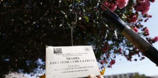 SAG culmina trabajos en campaña mosca de la fruta de Cerro Navia