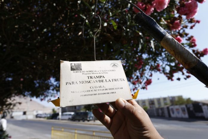SAG culmina trabajos en campaña mosca de la fruta de Cerro Navia