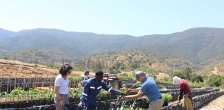 Sostenibilidad con enfoque de género en Agrícola La Quebrada del Ají