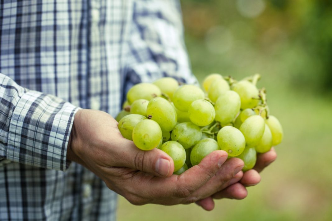 Systems Approach para uva de mesa avanza en comunidad