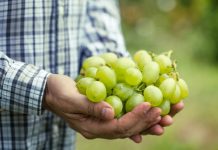 Systems Approach para uva de mesa avanza en comunidad