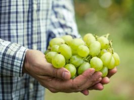 Bloom Fresh intensifica acciones legales en Perú: Interpone nuevas demandas contra la producción ilegal de sus uvas