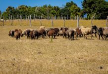 “Al Norte del Sur” rumbo innovador para la gastronomía chilota