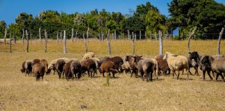 “Al Norte del Sur” rumbo innovador para la gastronomía chilota