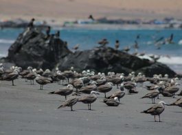 Autoridades llaman a evitar contacto con aves silvestres y animales marinos enfermos o muertos por influenza aviar