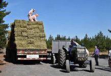 Avanza la entrega de alimentación animal para productores Indap afectados por incendios