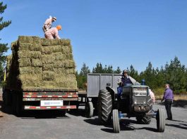 Avanza la entrega de alimentación animal para productores Indap afectados por incendios