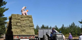 Avanza la entrega de alimentación animal para productores Indap afectados por incendios