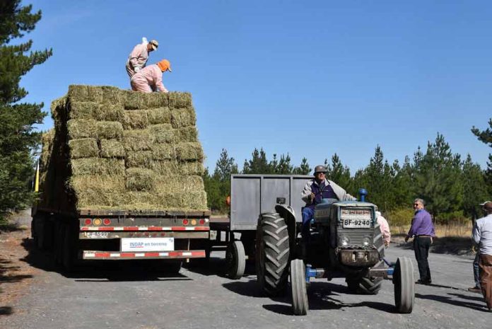 Avanza la entrega de alimentación animal para productores Indap afectados por incendios