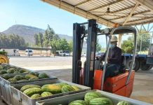 BASF entrega 37 mil kilos de frutas y verduras para distribuir a beneficiarios de Red de Alimentos