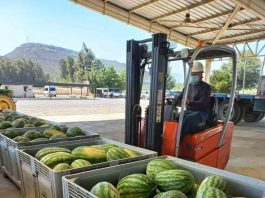 BASF entrega 37 mil kilos de frutas y verduras para distribuir a beneficiarios de Red de Alimentos