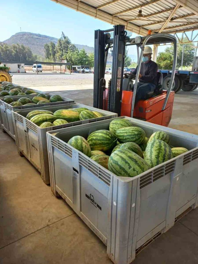 BASF entrega 37 mil kilos de frutas y verduras para distribuir a beneficiarios de Red de Alimentos