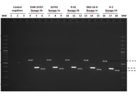 Colaboración entre PUC, UNAB e INCAR permitió desarrollar un nuevo protocolo de PCR multiplex
