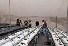 Con residuos como sustratos, pequeños agricultores de Arica y Parinacota podrán cultivar sin suelo y ahorrando agua