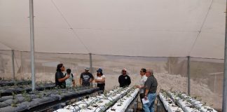 Con residuos como sustratos, pequeños agricultores de Arica y Parinacota podrán cultivar sin suelo y ahorrando agua