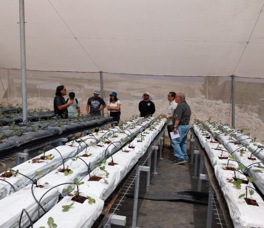 Con residuos como sustratos, pequeños agricultores de Arica y Parinacota podrán cultivar sin suelo y ahorrando agua